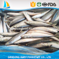 China big size frozen Pacific mackerel frozen fish